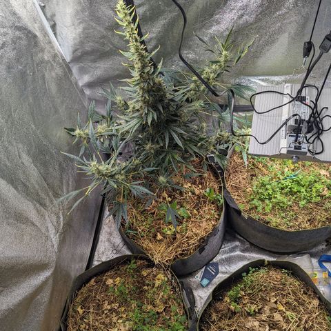 Girl Scout Cookies Auto growlog timeline photo
