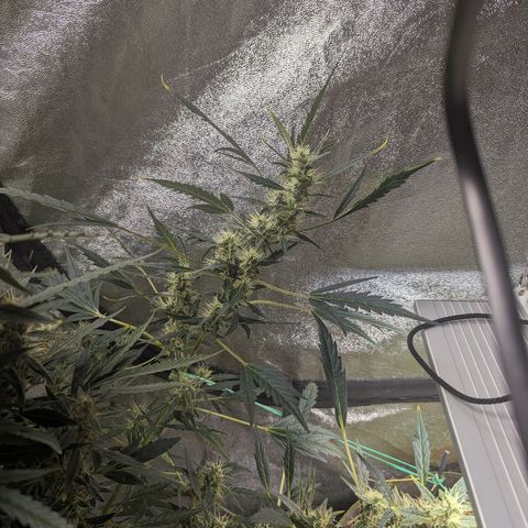 Girl Scout Cookies Auto growlog timeline photo