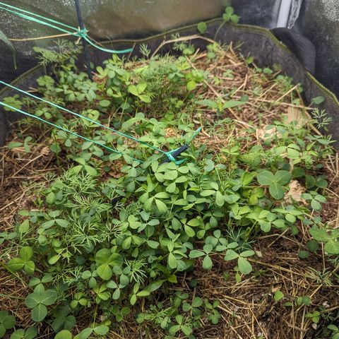 Purple Haze growlog photo: Cleared some cover crop to ensure light gets to her. Moist enough for now