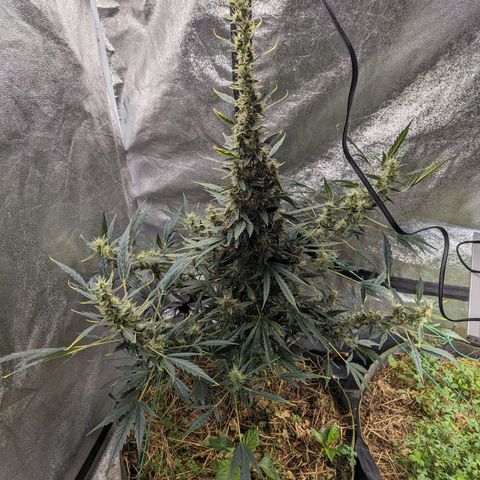 Girl Scout Cookies Auto growlog photo: Moist enough will water tomorrow maybe