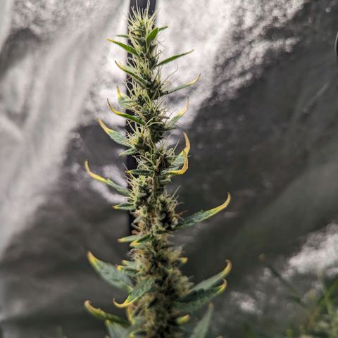 Girl Scout Cookies Auto growlog photo: Moist enough will water tomorrow maybe
