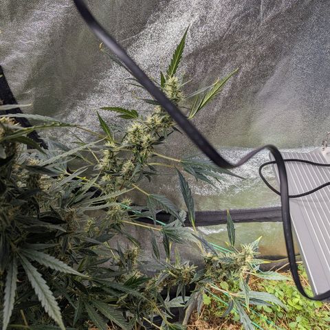 Girl Scout Cookies Auto growlog photo: Moist enough will water tomorrow maybe
