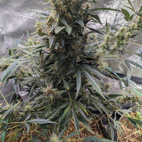 Girl Scout Cookies Auto growlog photo: Moist enough will water tomorrow maybe