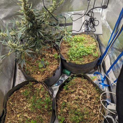 Girl Scout Cookies Auto growlog photo: Moist enough will water tomorrow maybe