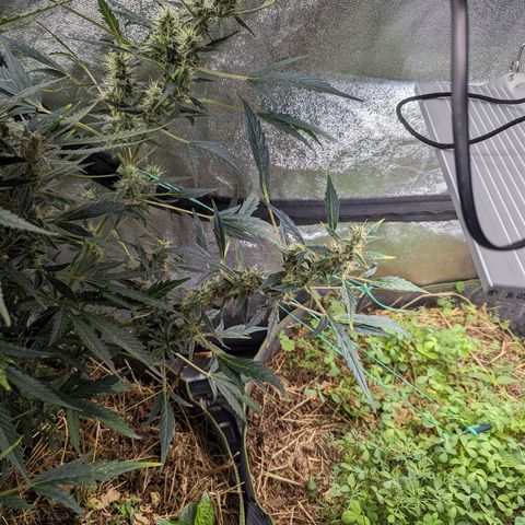Girl Scout Cookies Auto growlog photo: Moist enough will water tomorrow maybe