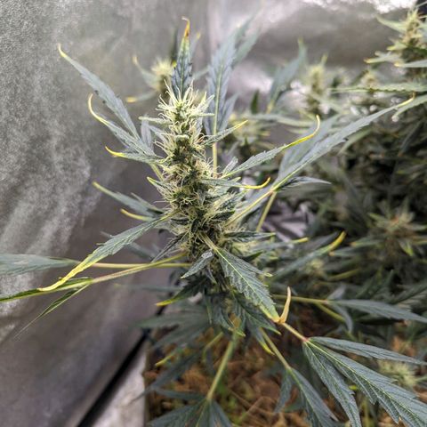 Girl Scout Cookies Auto growlog photo: Moist enough will water tomorrow maybe