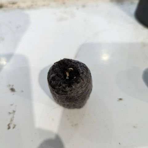Black Orchid 1 growlog photo: Popped through the surface