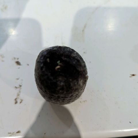 Black Orchid 1 growlog photo: Popped through the surface