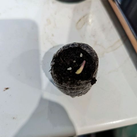 Black Orchid 2 growlog photo: Popped through the soil