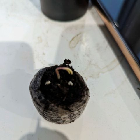 Black Orchid 2 growlog photo: Popped through the soil