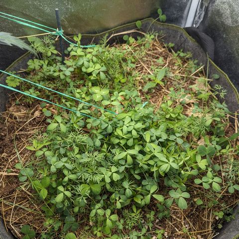 Purple Haze growlog photo: Nice overnight growth