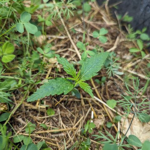 Purple Haze growlog photo: Nice overnight growth