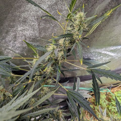 Girl Scout Cookies Auto growlog photo: Nice growth
