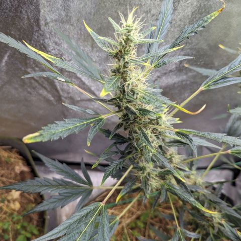 Girl Scout Cookies Auto growlog photo: Nice growth