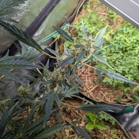 Girl Scout Cookies Auto growlog photo: Nice growth