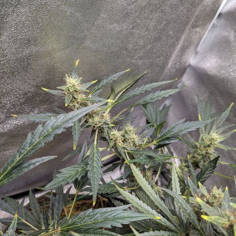 Girl Scout Cookies Auto growlog photo: Nice growth