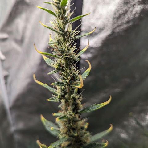 Girl Scout Cookies Auto growlog photo: Nice growth