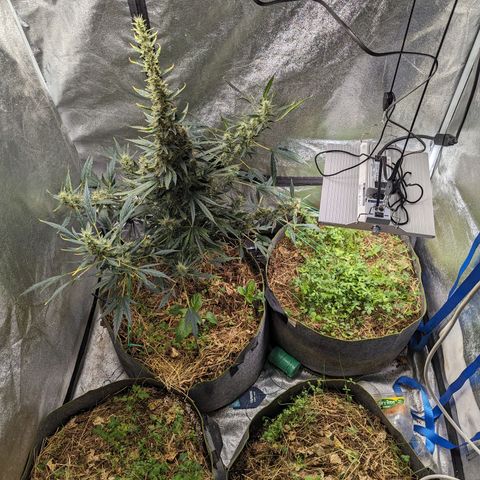 Girl Scout Cookies Auto growlog photo: Nice growth