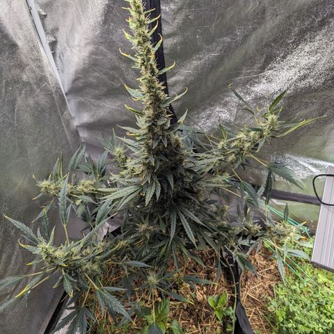 Girl Scout Cookies Auto growlog photo: Nice growth