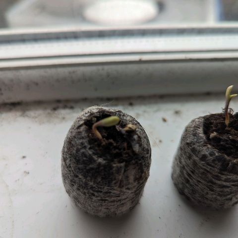 Black Orchid 1 growlog timeline photo