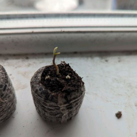 Black Orchid 2 growlog timeline photo