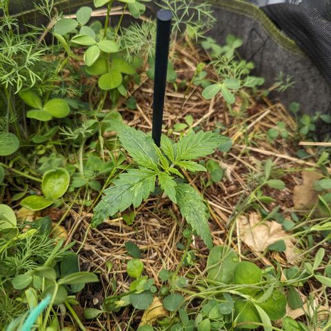 Purple Haze growlog timeline photo