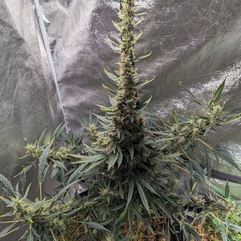 Girl Scout Cookies Auto growlog timeline photo