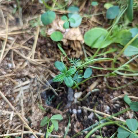 Black Orchid 2 growlog timeline photo