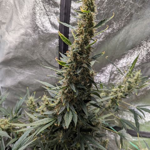 Girl Scout Cookies Auto growlog photo: Looking heavy will put in supports soon