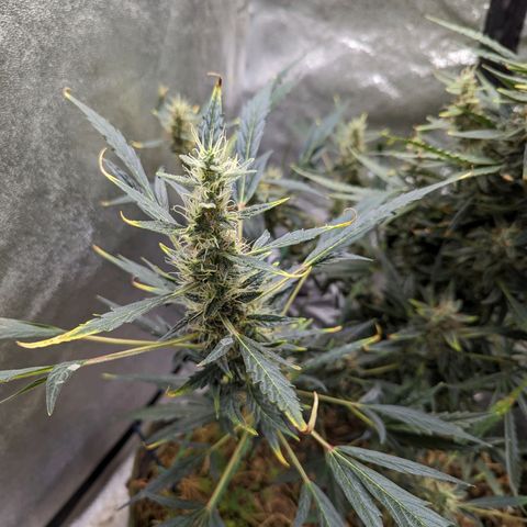 Girl Scout Cookies Auto growlog photo: Looking heavy will put in supports soon