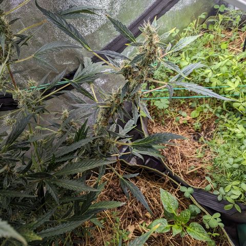 Girl Scout Cookies Auto growlog photo: Looking heavy will put in supports soon