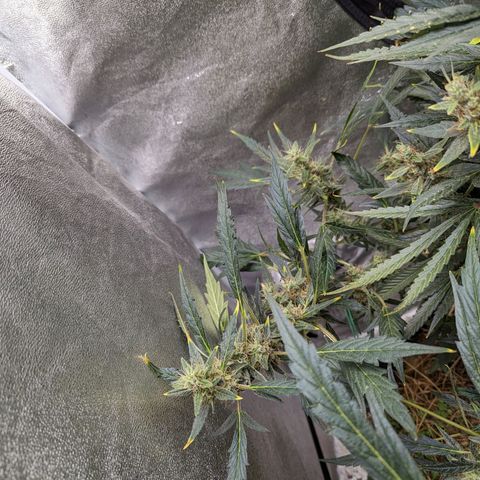 Girl Scout Cookies Auto growlog photo: Looking heavy will put in supports soon