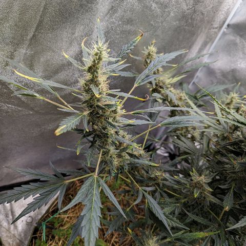 Girl Scout Cookies Auto growlog photo: Looking heavy will put in supports soon