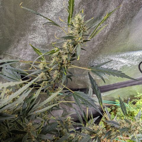 Girl Scout Cookies Auto growlog photo: Looking heavy will put in supports soon