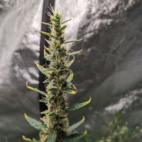 Girl Scout Cookies Auto growlog photo: Looking heavy will put in supports soon