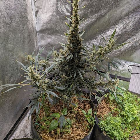 Girl Scout Cookies Auto growlog timeline photo