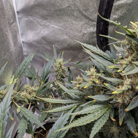 Girl Scout Cookies Auto growlog photo: Looking heavy will put in supports soon