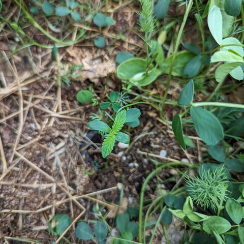 Black Orchid 2 growlog timeline photo
