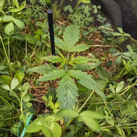 Purple Haze growlog timeline photo