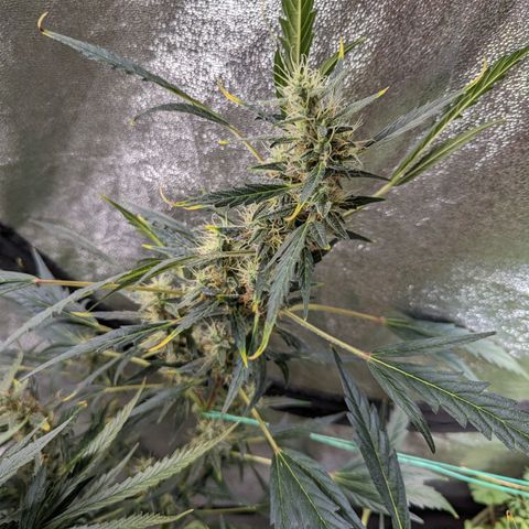 Girl Scout Cookies Auto growlog photo: Needs some support will run string around her today 