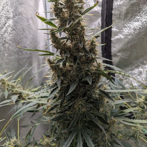 Girl Scout Cookies Auto growlog photo: Needs some support will run string around her today 