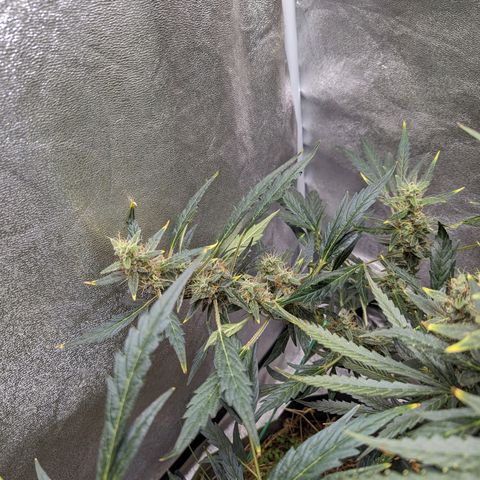 Girl Scout Cookies Auto growlog photo: Needs some support will run string around her today 