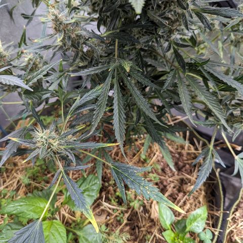 Girl Scout Cookies Auto growlog photo: Needs some support will run string around her today 