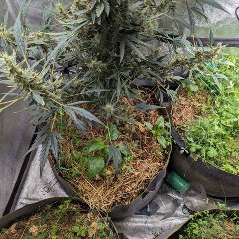 Girl Scout Cookies Auto growlog photo: Needs some support will run string around her today 