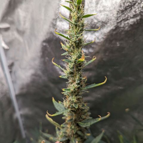 Girl Scout Cookies Auto growlog photo: Needs some support will run string around her today 