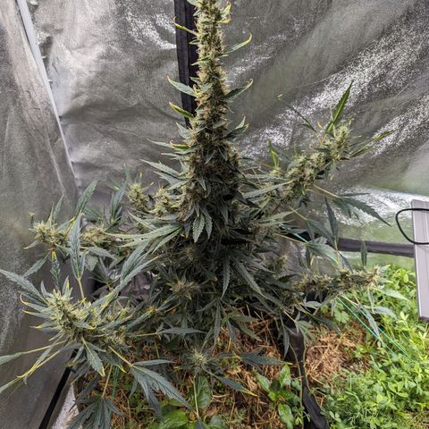 Girl Scout Cookies Auto growlog photo: Needs some support will run string around her today 
