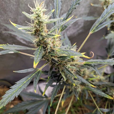 Girl Scout Cookies Auto growlog photo: Needs some support will run string around her today 