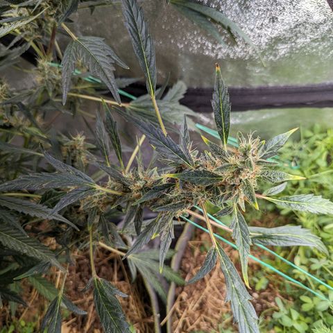 Girl Scout Cookies Auto growlog photo: Needs some support will run string around her today 