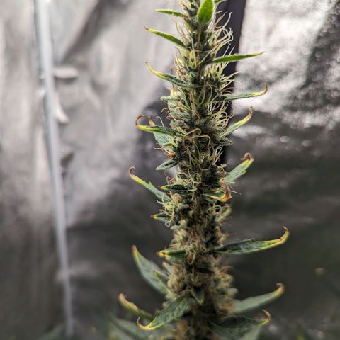 Girl Scout Cookies Auto growlog timeline photo