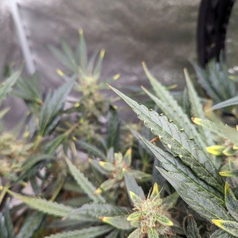 Girl Scout Cookies Auto growlog timeline photo